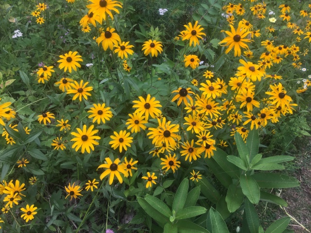 2016-07-08-Appalachian-Trail-454-flowers.JPG