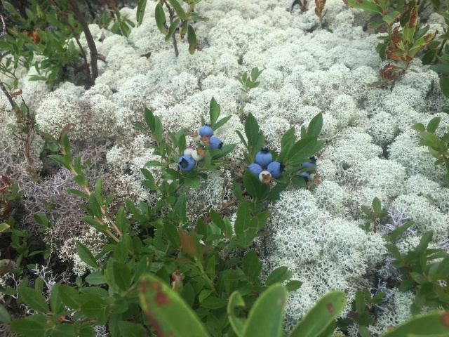 2016/03(March)/2016-03-Appalachian-Trail-BEST/640x480_2016-07-28-Appalachian-Trail-543-blueberries.JPG