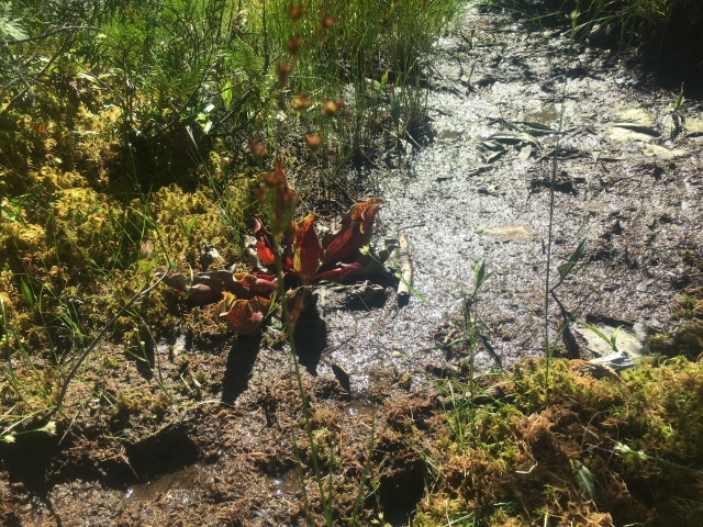 2016-08-07-Appalachian-Trail-606-carnivorous-plant.JPG