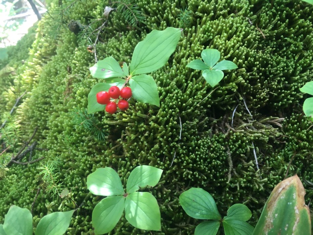 2016/03(March)/2016-03-Appalachian-Trail-BEST/640x480_2016-08-08-Appalachian-Trail-614-scenery.JPG