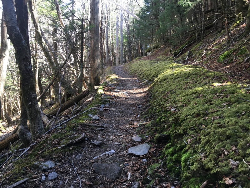 2016/03(March)/2016-03-Appalachian-Trail-BEST/800x600_2016-04-04-Appalachian-Trail-068-trail.JPG