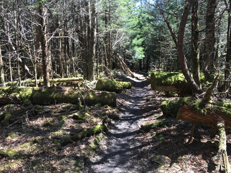 2016/03(March)/2016-03-Appalachian-Trail-BEST/800x600_2016-04-04-Appalachian-Trail-069-trail.JPG