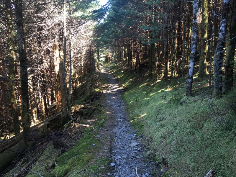 2016/03(March)/2016-03-Appalachian-Trail-BEST/800x600_2016-04-04-Appalachian-Trail-070-trail.JPG