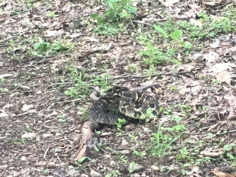 2016/03(March)/2016-03-Appalachian-Trail-BEST/800x600_2016-05-23-Appalachian-Trail-239-rattle-snake.JPG