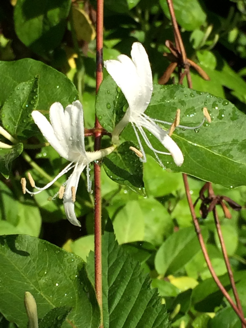 2016/03(March)/2016-03-Appalachian-Trail-BEST/800x600_2016-05-31-Appalachian-Trail-284-HoneySuckle-scenery.JPG