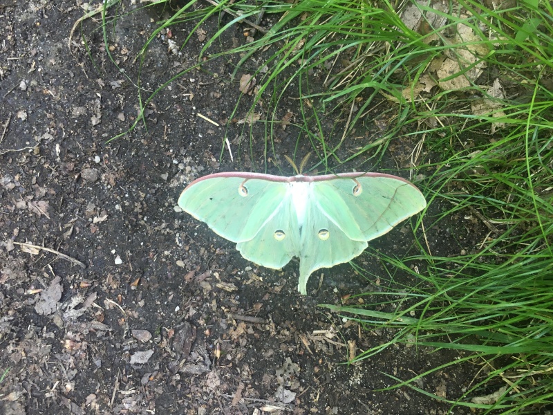 2016/03(March)/2016-03-Appalachian-Trail-BEST/800x600_2016-06-01-Appalachian-Trail-291-butteryfly.JPG