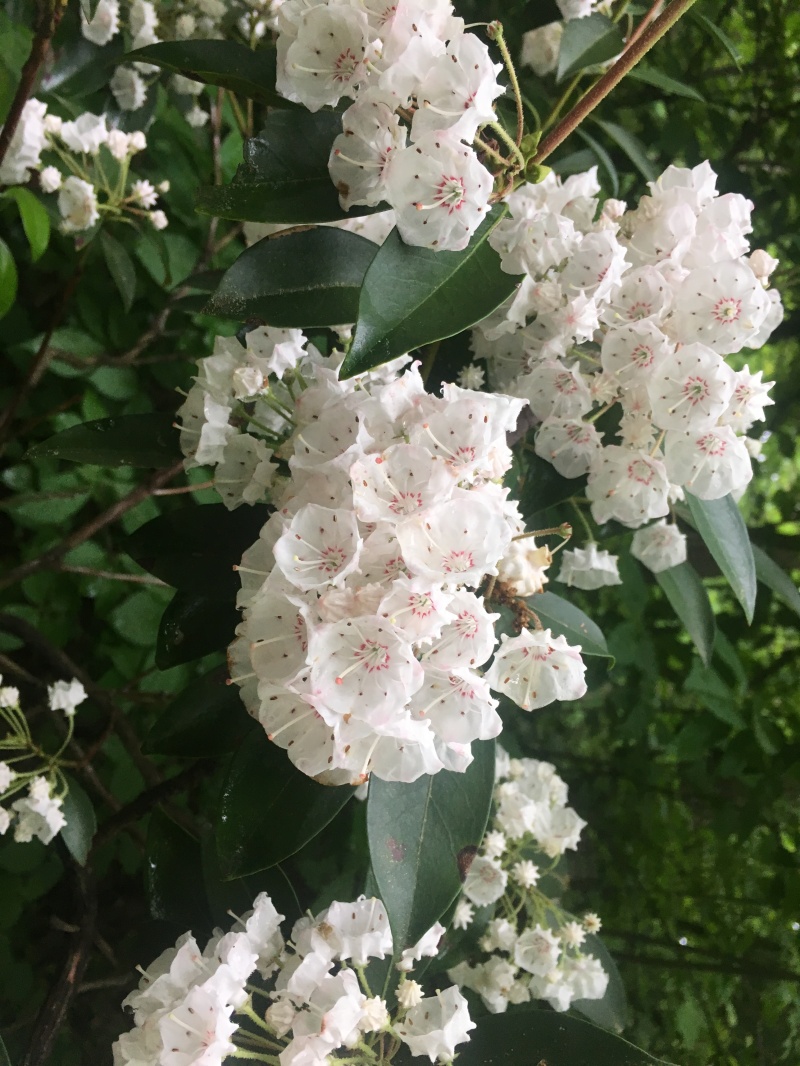 2016/03(March)/2016-03-Appalachian-Trail-BEST/800x600_2016-06-04-Appalachian-Trail-307-flowers.JPG