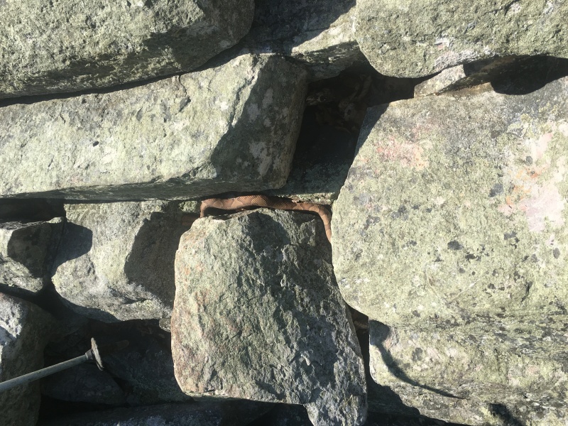 2016-06-07-Appalachian-Trail-316-soon-to-be-dead-CopperHead-snake.JPG