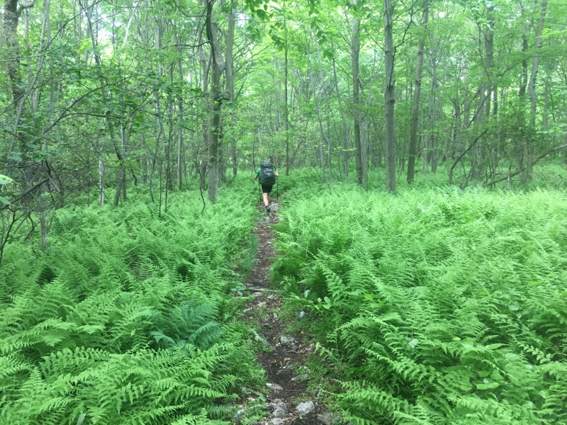 2016/03(March)/2016-03-Appalachian-Trail-BEST/800x600_2016-06-08-Appalachian-Trail-320-Garfield.JPG