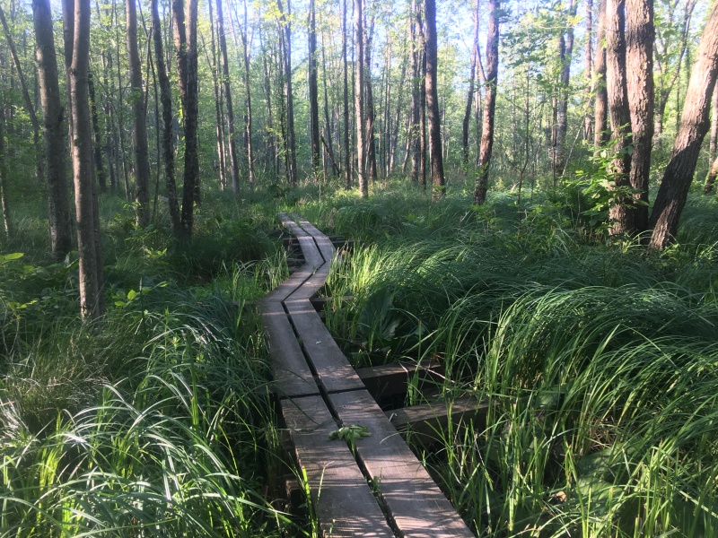 2016/03(March)/2016-03-Appalachian-Trail-BEST/800x600_2016-06-13-Appalachian-Trail-343-scenery.JPG