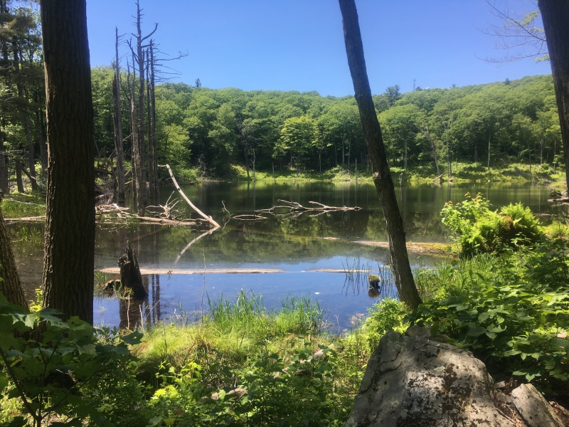 2016/03(March)/2016-03-Appalachian-Trail-BEST/800x600_2016-06-24-Appalachian-Trail-391-scenery.JPG