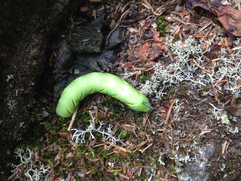 2016/03(March)/2016-03-Appalachian-Trail-BEST/800x600_2016-07-28-Appalachian-Trail-544-green-caterpillar.JPG