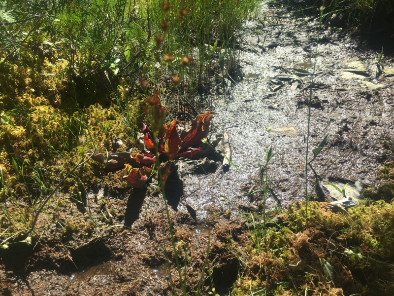 2016/03(March)/2016-03-Appalachian-Trail-BEST/800x600_2016-08-07-Appalachian-Trail-606-carnivorous-plant.JPG