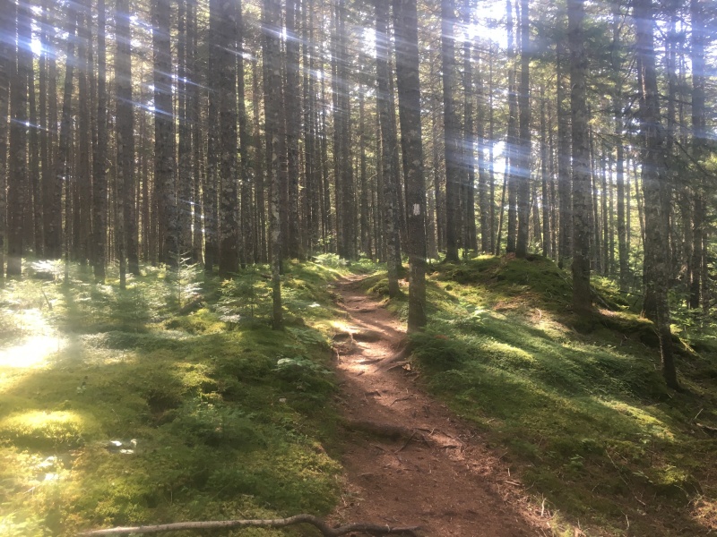 2016/03(March)/2016-03-Appalachian-Trail-BEST/800x600_2016-08-10-Appalachian-Trail-629-trail-scenery.JPG