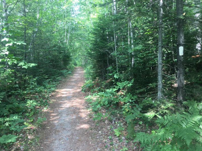 2016/03(March)/2016-03-Appalachian-Trail-BEST/800x600_2016-08-11-Appalachian-Trail-632-Yellow-Brick-Road-Trail.JPG