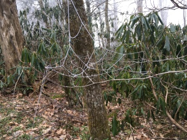2016-04-05-Appalachian-Trail-072-frozen-spiderweb-GOOD.JPG