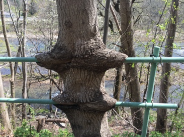 2016-04-13-Appalachian-Trail-104-Tree-vs-fence-tree-wins.JPG