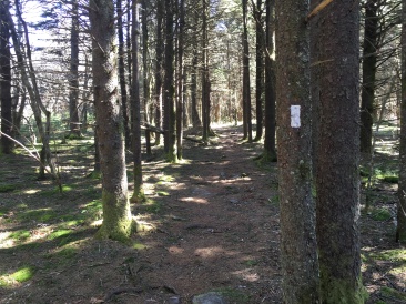 2016-04-14-Appalachian-Trail-107-tail-blaze.JPG