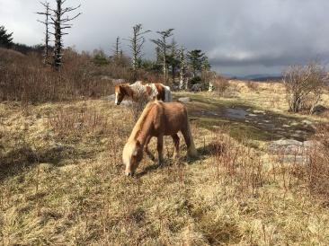 2016-04-23-Appalachian-Trail-146-ponies.JPG