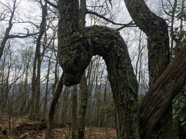 2016-04-27-Appalachian-Trail-160-swan-shaped-tree.JPG