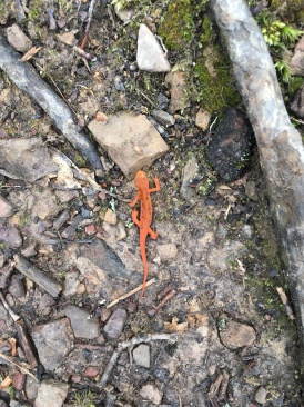 2016-04-27-Appalachian-Trail-161-orange-salamander.JPG