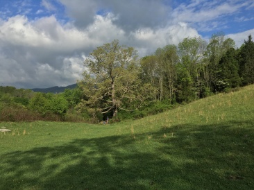 2016-05-04-Appalachian-Trail-179-Keffer-Oak-300-yr-old-tree.JPG