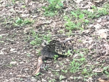 2016-05-23-Appalachian-Trail-239-rattle-snake.JPG