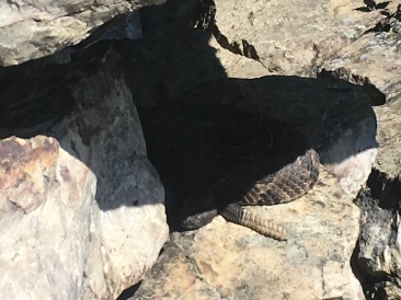 2016-06-06-Appalachian-Trail-312-ate-lunch-with-this-RattleSnake.JPG