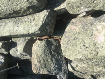 2016-06-07-Appalachian-Trail-316-soon-to-be-dead-CopperHead-snake.JPG
