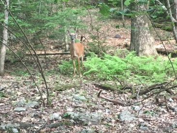 2016-06-11-Appalachian-Trail-330-Deer.JPG
