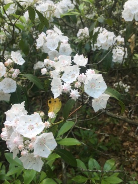 2016-06-22-Appalachian-Trail-383-flowers.JPG