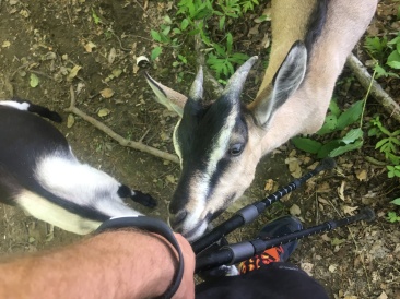 2016-06-24-Appalachian-Trail-390-goats.JPG