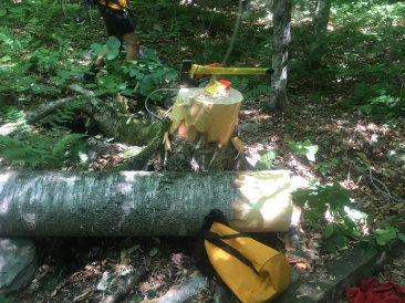2016-07-03-Appalachian-Trail-427-fallen-tree.JPG