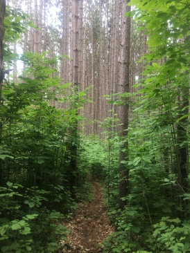2016-07-08-Appalachian-Trail-453-scenery.JPG