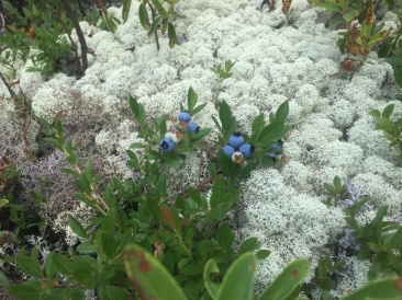 2016-07-28-Appalachian-Trail-543-blueberries.JPG