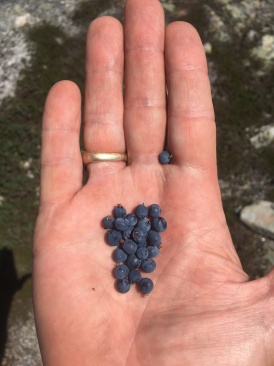 2016-07-30-Appalachian-Trail-553-blueberries.JPG