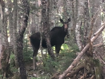 2016-07-30-Appalachian-Trail-555-Moose-GOOD.JPG