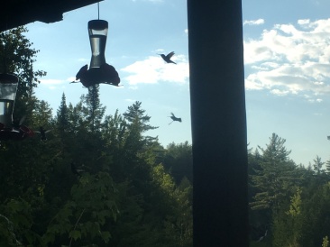 2016-08-02-Appalachian-Trail-574-Hummingbirds-at-Harrisons-Pierce-Pond.JPG