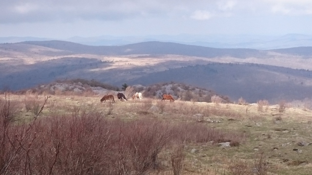2016/03(March)/Garfield-2016-AT-Hike/04(April)/640x480_DSC_0083.JPG
