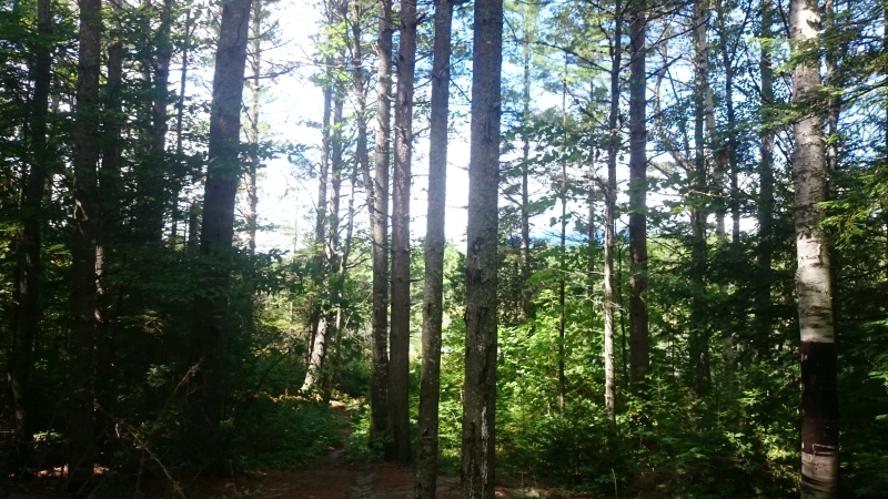 2016/03(March)/Garfield-2016-AT-Hike/08(August)/800x600_DSC_0277.JPG
