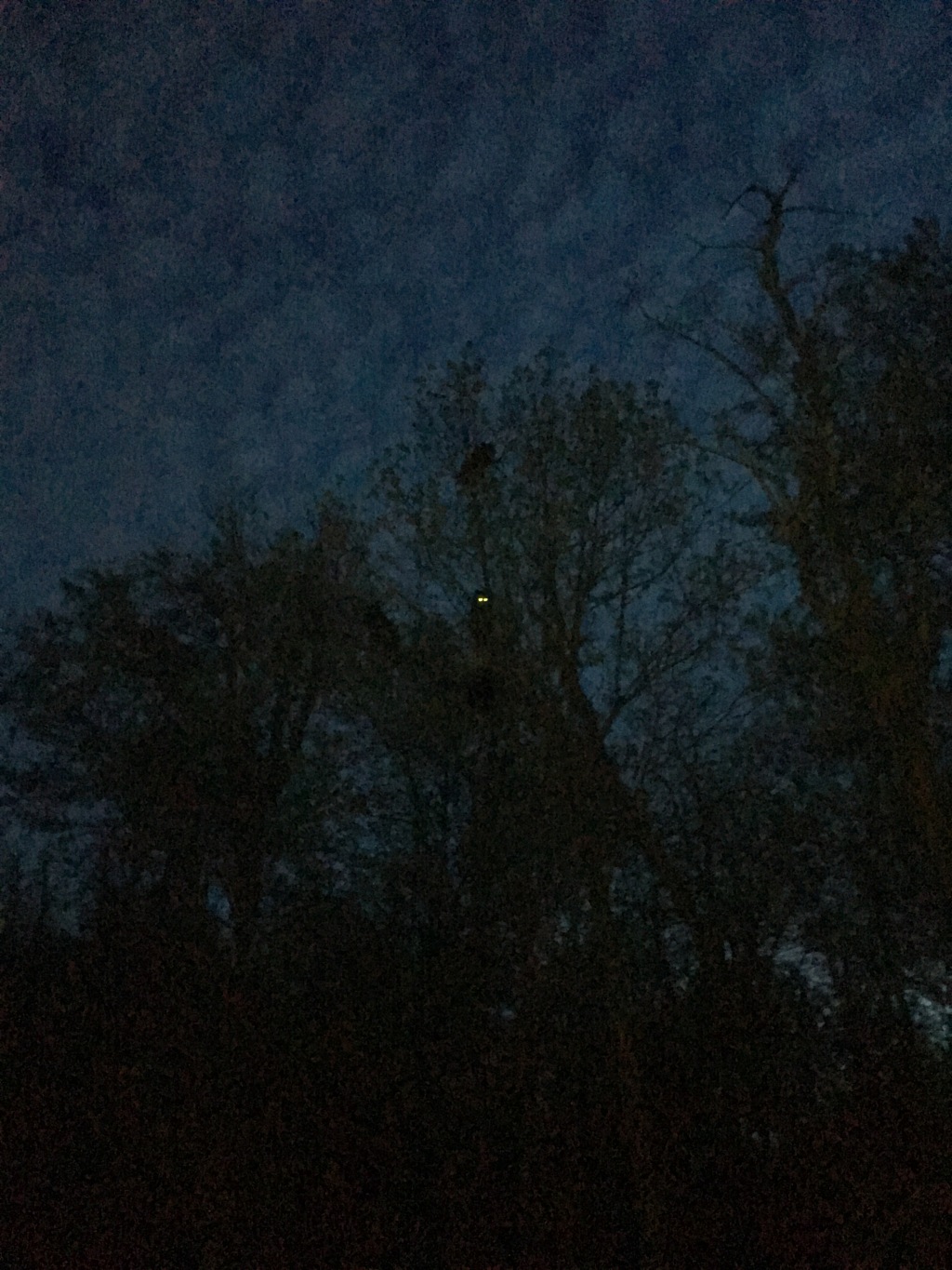 2016-05-16-Appalachian-Trail-219-4Bears-in-tree-33-mile-day-GOOD.JPG