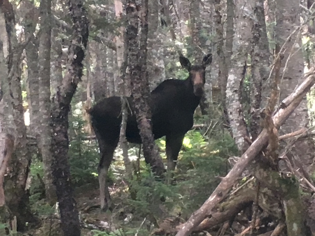 2016/BEST-OF/1024x768_2016-07-30-Appalachian-Trail-555-Moose-GOOD.JPG