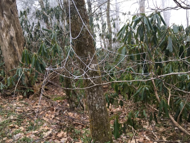 2016/BEST-OF/640x480_2016-04-05-Appalachian-Trail-072-frozen-spiderweb-GOOD.JPG