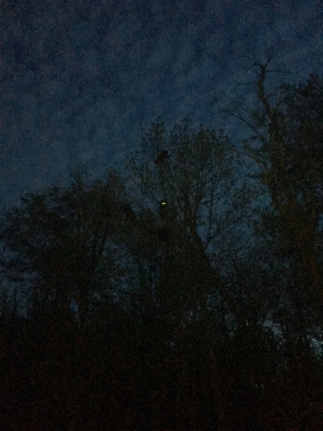 2016-05-16-Appalachian-Trail-219-4Bears-in-tree-33-mile-day-GOOD.JPG