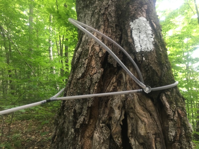 2016/BEST-OF/640x480_2016-07-08-Appalachian-Trail-452-maple-tap-with-white-blaze-GOOD.JPG