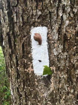 2016-05-03-Appalachian-Trail-173-slug-on-white-blaze-GOOD.JPG