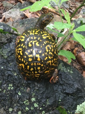 2016-06-03-Appalachian-Trail-303-turtle-GOOD.JPG