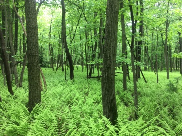2016-06-03-Appalachian-Trail-304-scenery-GOOD.JPG