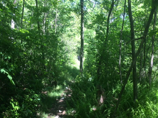 2016-06-10-Appalachian-Trail-Bears-in-New-Jersey-GOOD.png