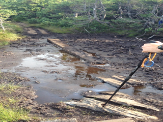 2016-07-25-Appalachian-Trail-Just-Bevo-almost-falls-in-mud-pit-GOOD.png